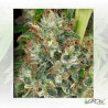 Ed Rosenthal Super Bud® Sensi Seeds - 10 Seeds