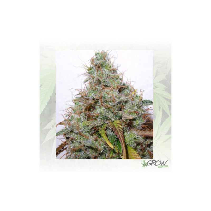 White Berry Paradise Seeds - 5 Seeds