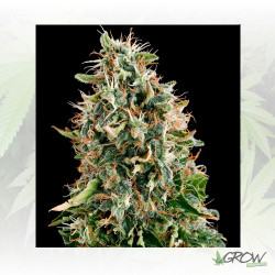White Siberian Dinafem - 5 Seeds