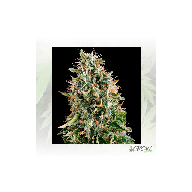 White Siberian Dinafem - 5 Seeds