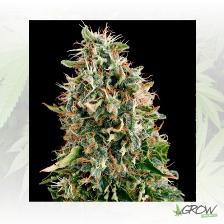 White Siberian Dinafem - 5 Seeds