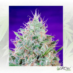 Green Poison® Sweet Seeds - 5 Seeds