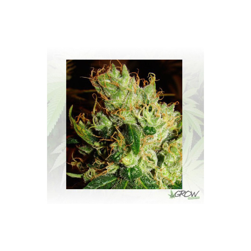 Silver Haze 9 Sensi Seeds - 10 Seeds