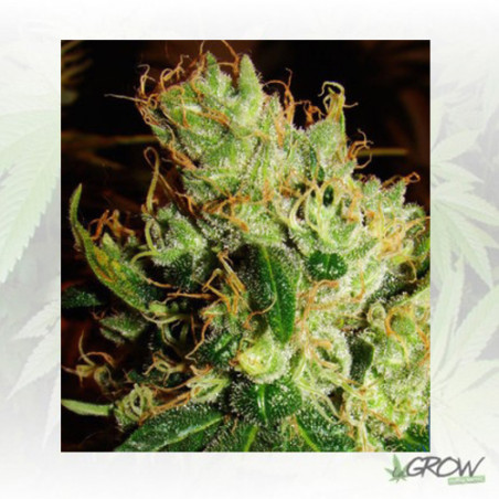Silver Haze 9 Sensi Seeds - 10 Seeds