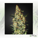 Neville's Haze Green House Seeds® - 3 Seeds