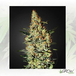 Neville's Haze Green House Seeds® - 3 Seeds