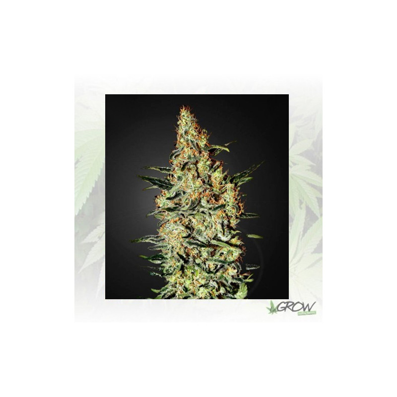 Neville's Haze Green House Seeds® - 3 Seeds