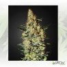 Neville's Haze Green House Seeds® - 3 Seeds