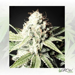 Great White Shark Green House Seeds® - 10 Seeds