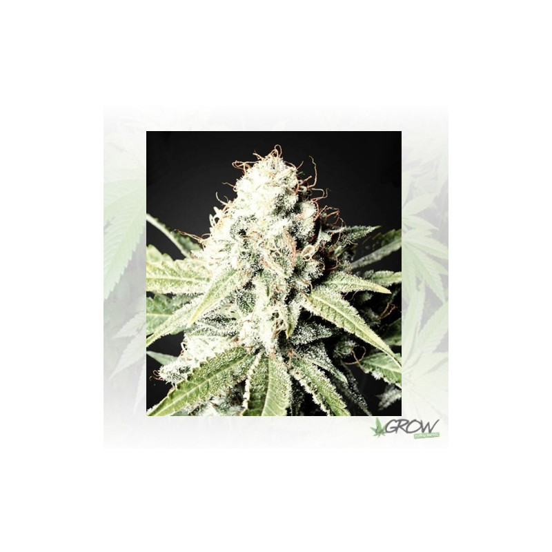 Great White Shark Green House Seeds® - 10 Seeds