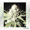 Great White Shark Green House Seeds® - 10 Seeds