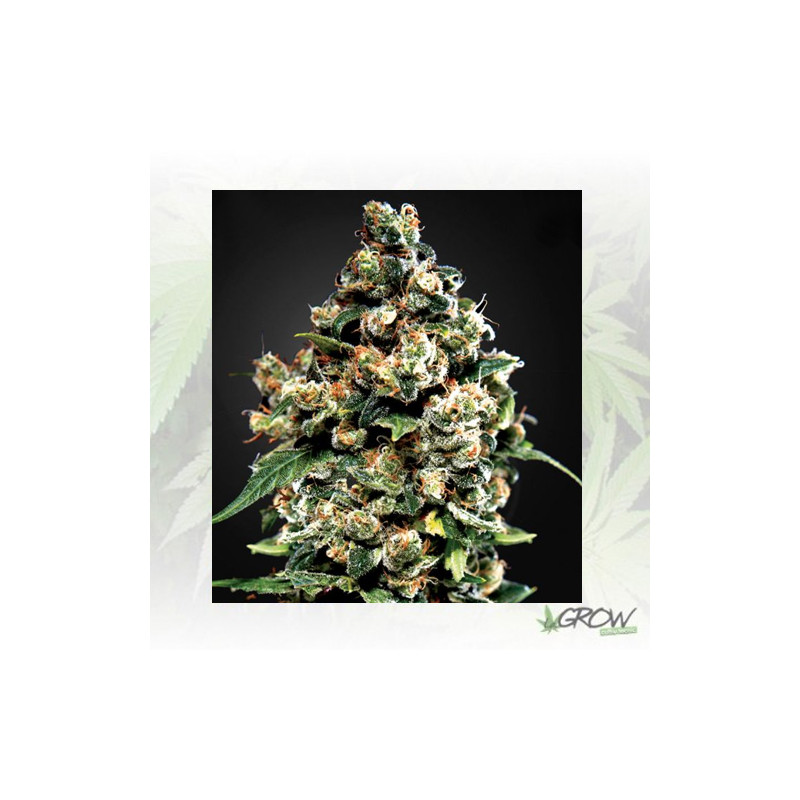 Jack Herer Green House Seeds® - 3 Seeds