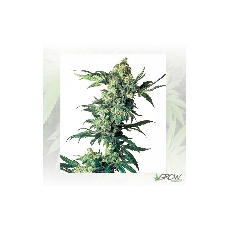 Northern Lights Sensi Seeds - 3 Seeds