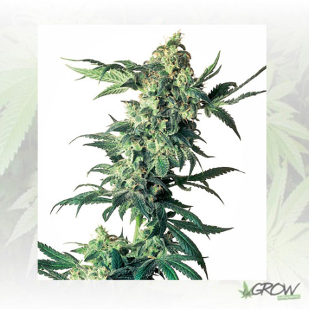 Northern Lights Sensi Seeds - 3 Seeds