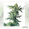 Northern Lights Sensi Seeds - 3 Seeds