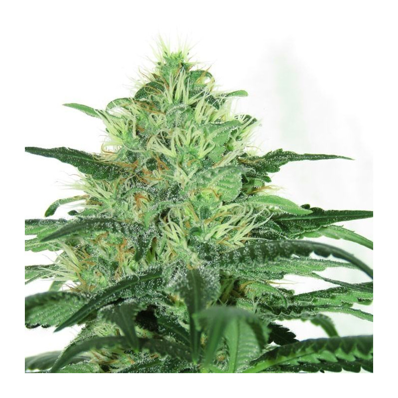 Sideral Ripper Seeds - 3 Seeds