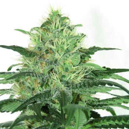 Sideral Ripper Seeds - 3 Seeds
