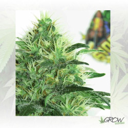 Sideral Ripper Seeds - 5 Seeds