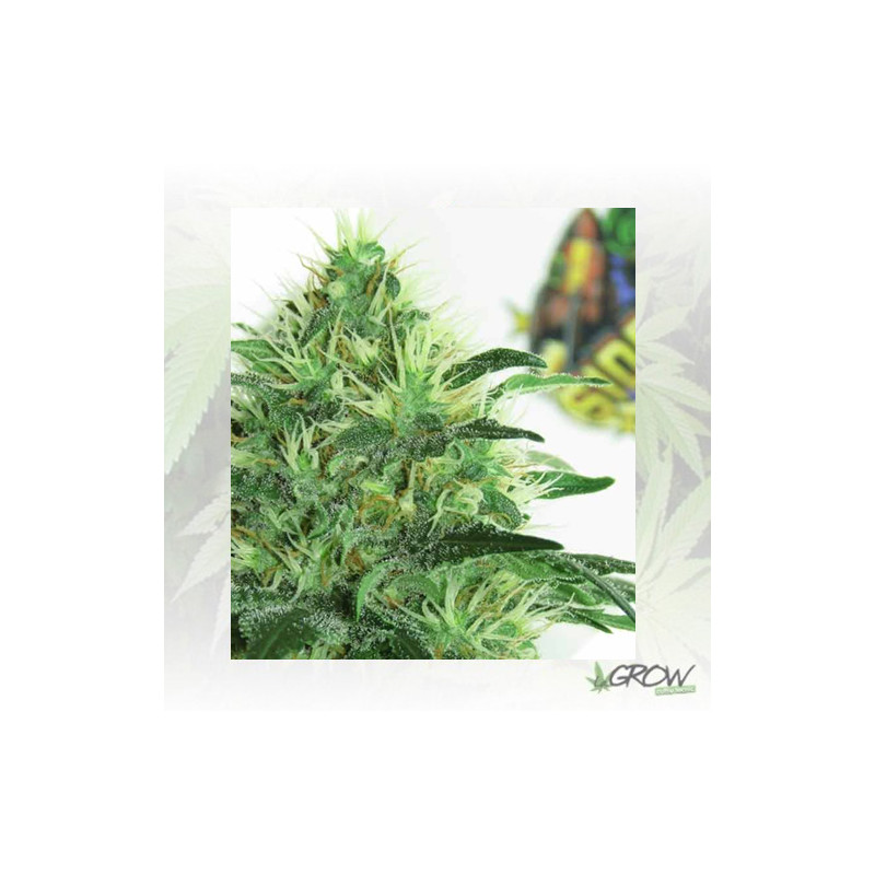 Sideral Ripper Seeds - 5 Seeds