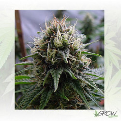 Yummy Resin Seeds - 5 Seeds