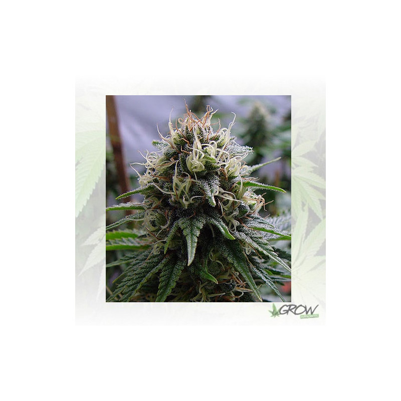 Yummy Resin Seeds - 3 Seeds