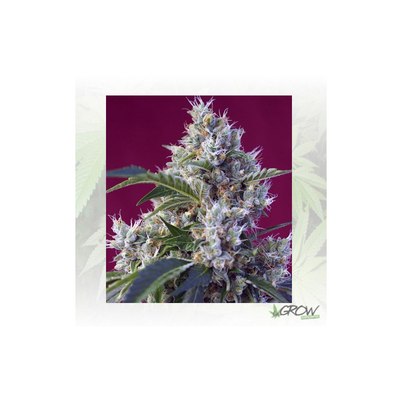 Indigo Berry Kush® Sweet Seeds - 5 Seeds