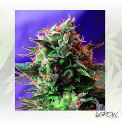 Jack 47 F1 Fast Version® Sweet Seeds - 5 Seeds