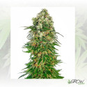 Shiva Skunk Sensi Seeds -  5 Seeds