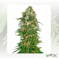 Shiva Skunk Sensi Seeds -  5 Seeds
