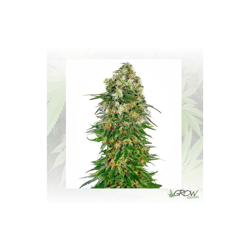 Shiva Skunk Sensi Seeds -  5 Seeds