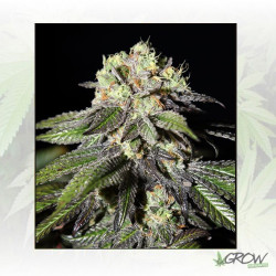 Caboose Strain Hunters - 3 Seeds