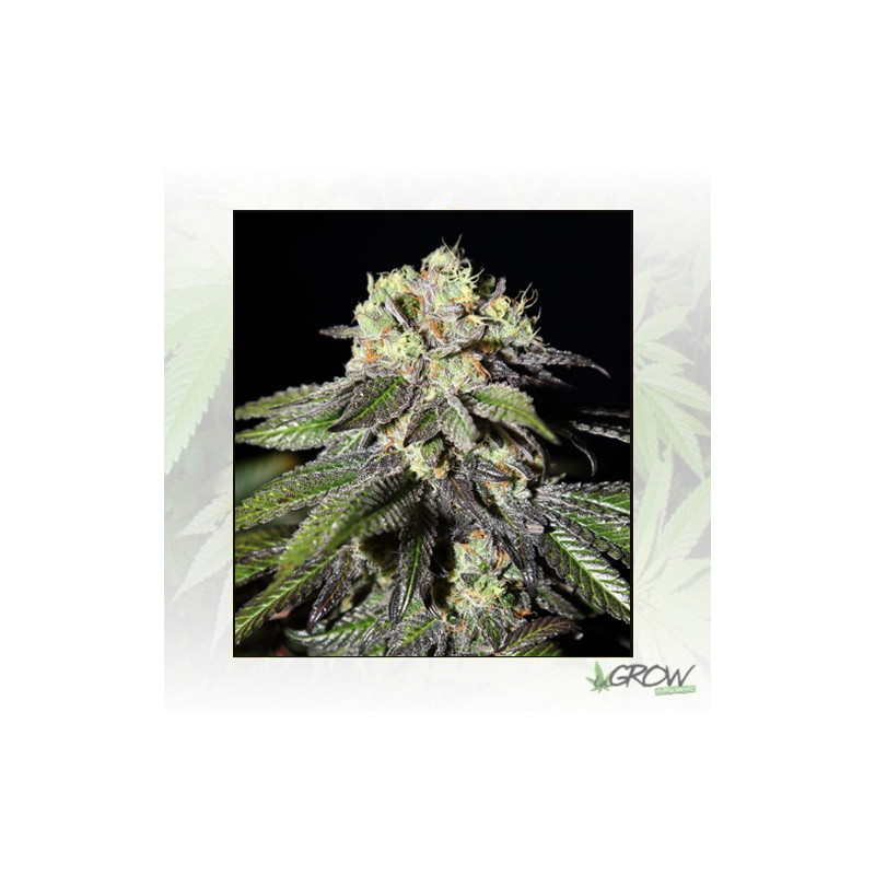 Caboose Strain Hunters - 3 Seeds