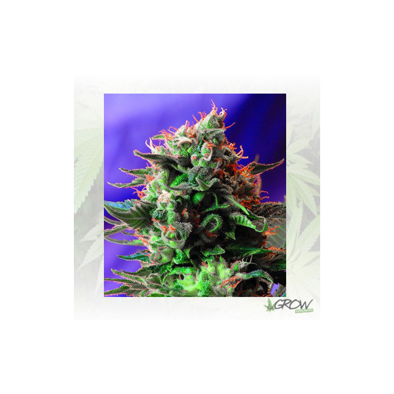 Jack 47 F1 Fast Version® Sweet Seeds - 3 Seeds