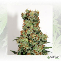 Ripper BadAzz Regular Ripper Seeds - 12 Seeds