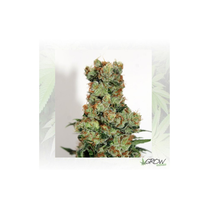 Ripper BadAzz Regular Ripper Seeds - 12 Seeds