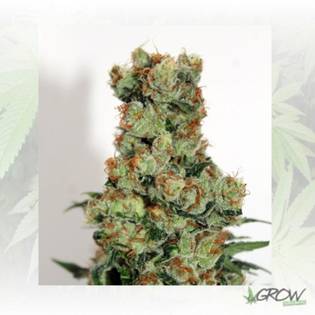 Ripper BadAzz Regular Ripper Seeds - 12 Seeds