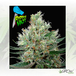 Ripper Haze Ripper Seeds - 3 Seeds