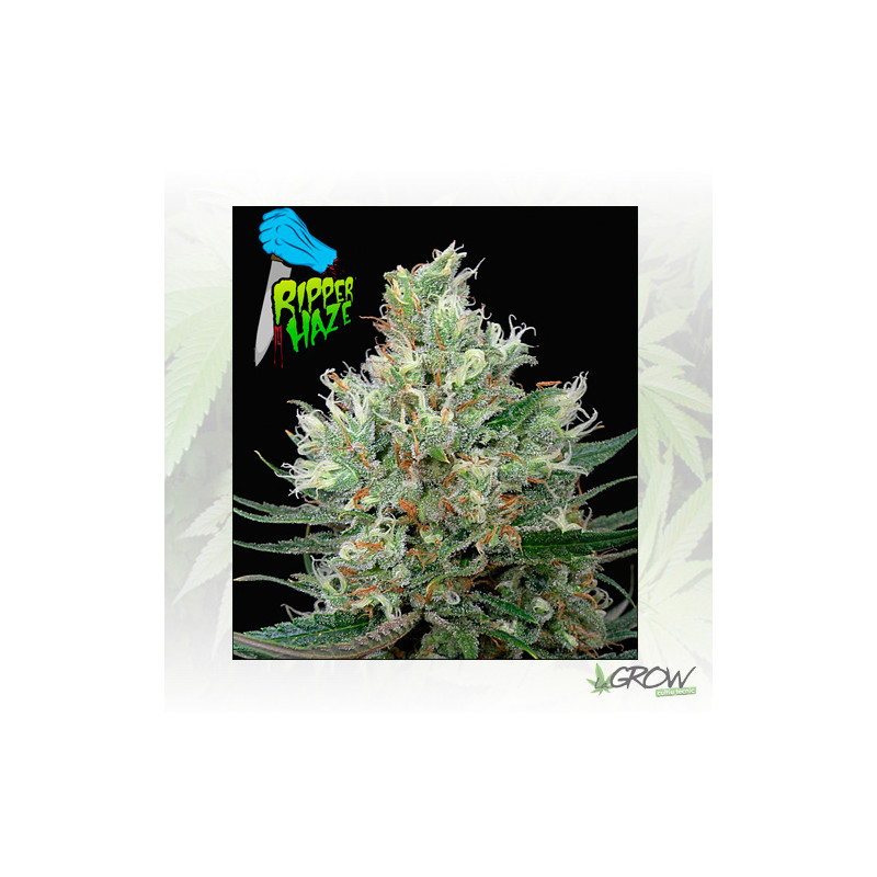Ripper Haze Ripper Seeds - 3 Seeds