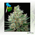 Ripper Haze Ripper Seeds - 5 Seeds