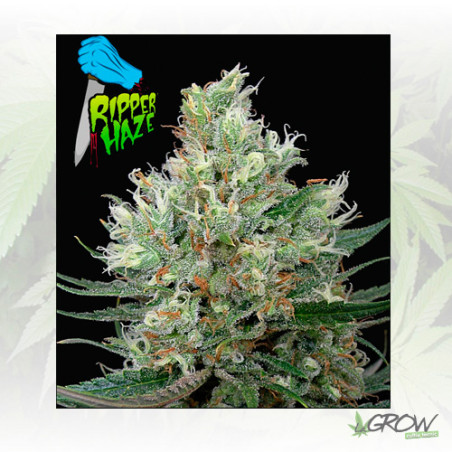 Ripper Haze Ripper Seeds - 5 Seeds