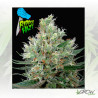 Ripper Haze Ripper Seeds - 5 Seeds