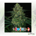 Criminal+ Ripper Seeds - 3 Seeds