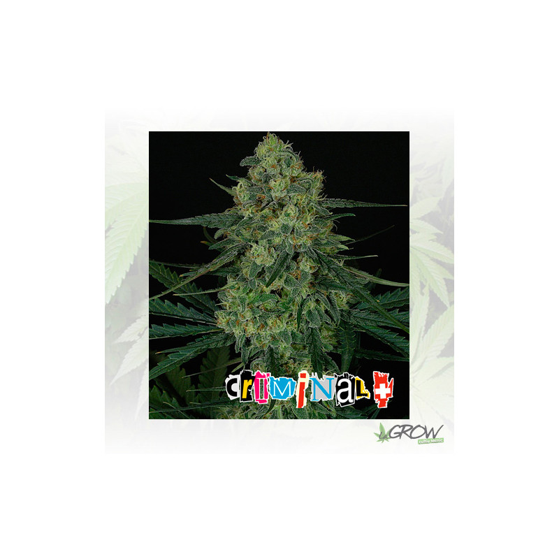 Criminal+ Ripper Seeds - 5 Seeds