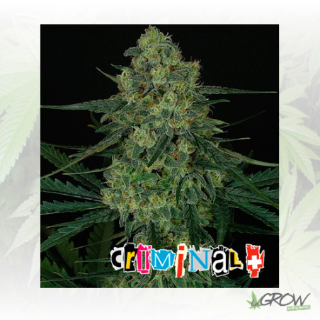 Criminal+ Ripper Seeds - 5 Seeds