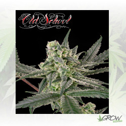 Old School Ripper Seeds - 3 Seeds