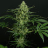 Criminal+ Ripper Seeds - 3 Seeds