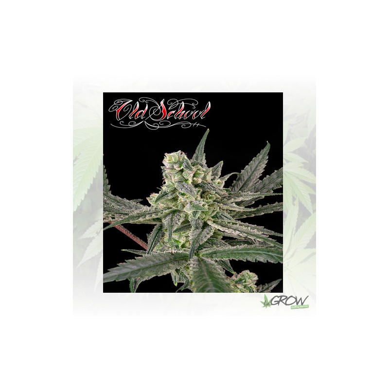 Old School Ripper Seeds - 5 Seeds