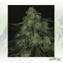 BlackValley Ripper Seeds - 5 Seeds