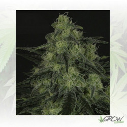 BlackValley Ripper Seeds - 5 Seeds