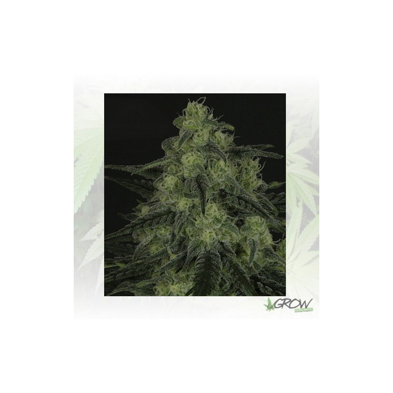 BlackValley Ripper Seeds - 5 Seeds
